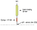 Anti-Ephrin-A5 (extracellular) Antibody