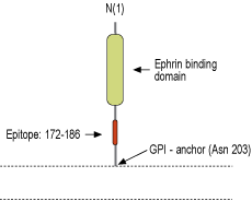 Anti-Ephrin-A5 (extracellular) Antibody
