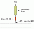Ephrin-A5 (extracellular) Blocking Peptide