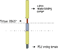 Anti-Ephrin-B1 (extracellular) Antibody