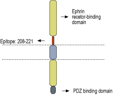 Anti-Ephrin-B1 (extracellular) Antibody