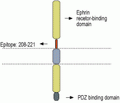 Ephrin-B1 (extracellular) Blocking Peptide
