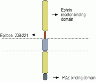 Ephrin-B1 (extracellular) Blocking Peptide