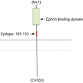 Anti-Ephrin-B2 (extracellular) Antibody