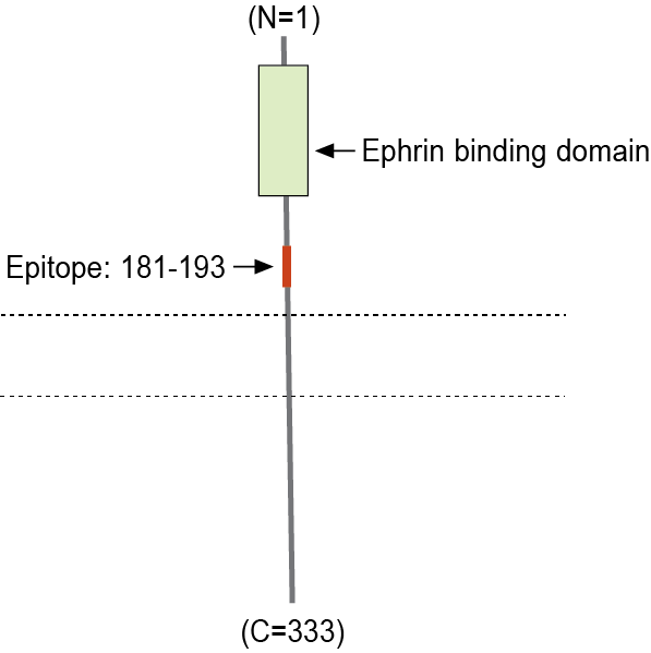 Anti-Ephrin-B2 (extracellular) Antibody