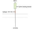 Ephrin-B2 (extracellular) Blocking Peptide