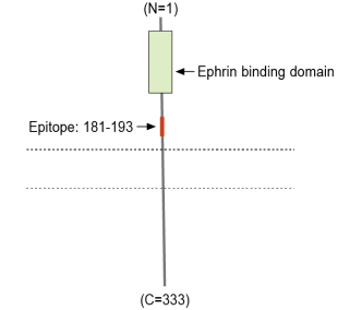 Ephrin-B2 (extracellular) Blocking Peptide