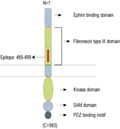 Anti-EphA4 (extracellular) Antibody