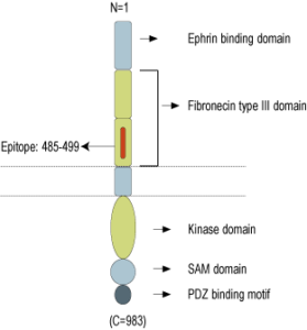 Anti-EphA4 (extracellular) Antibody