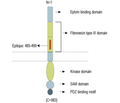 EphA4 (extracellular) Blocking Peptide