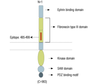 EphA4 (extracellular) Blocking Peptide