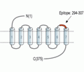GPER1/GPR30 (extracellular) Blocking Peptide