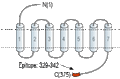 Anti-GPER (GPR30) Antibody