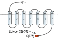 Anti-GPER (GPR30) Antibody