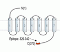 GPER/GPR30 Blocking Peptide
