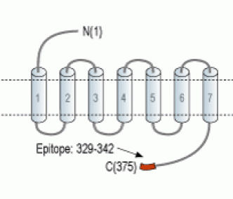 GPER/GPR30 Blocking Peptide