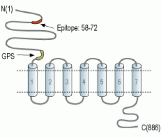 EMR1/ADGRE1 (extracellular) Blocking Peptide
