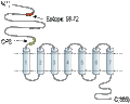 Anti-EMR1 (ADGRE1) (extracellular) Antibody
