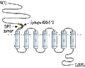 Anti-Human CD97/ADGRE5 (extracellular) Antibody