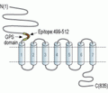 Human CD97/ADGRE5 (extracellular) Blocking Peptide