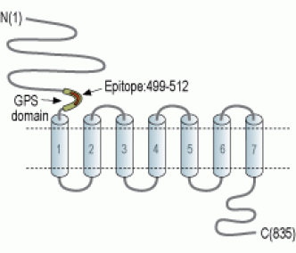 Human CD97/ADGRE5 (extracellular) Blocking Peptide