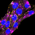 Anti-GFAP-ATTO Fluor-647N Antibody