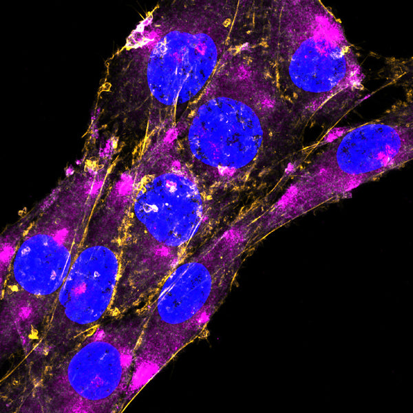 Anti-GFAP-ATTO Fluor-647N Antibody