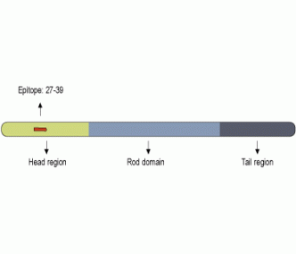 GFAP Blocking Peptide
