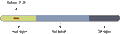 Anti-GFAP Antibody