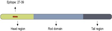 Anti-GFAP Antibody