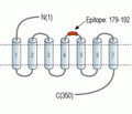 Human FPR1 (extracellular) Blocking Peptide