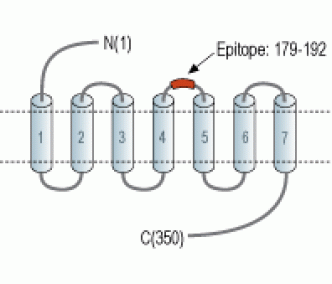 Human FPR1 (extracellular) Blocking Peptide
