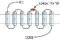 Anti-Human FPR1 (extracellular) Antibody