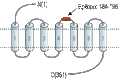 Anti-Human FPR2/ALX (extracellular) Antibody