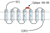 Anti-Human FPR2/ALX (extracellular) Antibody