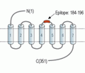 Human FPR2/ALX (extracellular) Blocking Peptide