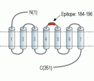 Human FPR2/ALX (extracellular) Blocking Peptide