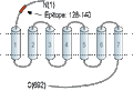 Anti-FSHR (extracellular) Antibody