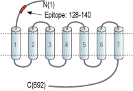 Anti-FSHR (extracellular) Antibody