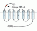 FSHR (extracellular) Blocking Peptide