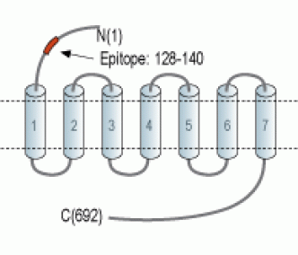 FSHR (extracellular) Blocking Peptide