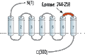 Anti-GPR40/FFAR1 (extracellular) Antibody
