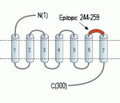 GPR40/FFAR1 (extracellular) Blocking Peptide