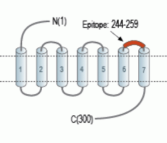 GPR40/FFAR1 (extracellular) Blocking Peptide