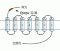 GPR120/FFAR4 (extracellular) Blocking Peptide
