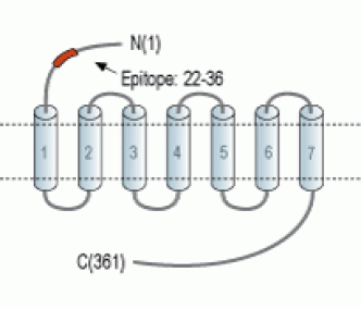 GPR120/FFAR4 (extracellular) Blocking Peptide