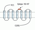 Human GPR43/FFAR2 (extracellular) Blocking Peptide