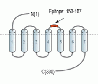 Human GPR43/FFAR2 (extracellular) Blocking Peptide