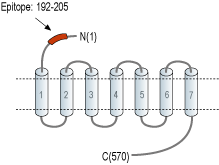Anti-Frizzled-2 (FZD2) (extracellular) Antibody