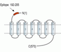 Frizzled-2/FZD2 (extracellular) Blocking Peptide